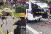 影/驚！2鴕鳥陸街頭「拔腿狂奔」　「越獄」失敗被捉變盤中餐