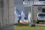 北海道爆發禽流感！入冬首波疫情　將撲殺46萬隻雞