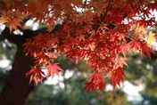 10/23霜降天氣漸涼！「4生肖」腸胃易出問題　養生辦法及禁忌一次看