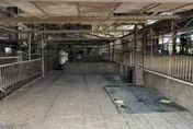 台中爆非洲豬瘟！老豬農：豬場破產兒重回工地找工作