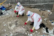 影/馬祖北竿沙灘驚見「海漂豬屍」　海巡火速焚毀、掩埋