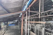 非洲豬瘟襲擊台中梧棲養豬場！特約獸醫師：個案機會大
