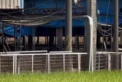 彰化芬園養豬場4隻死豬送驗　初步排除感染非洲豬瘟