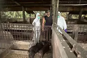 疑染疫場豬肉製品流竄新北！市府緊急要求停售送驗