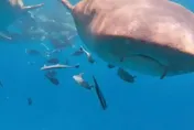 影/鯊魚胃長這樣？陸男潛水相機被吞後吐出　意外拍下「胃鏡片」