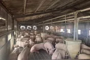 亞洲唯一！台灣重返非洲豬瘟非疫區　世界動物衛生組織核可三大清淨國