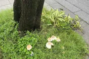 連日大雨！台北市路邊長毒菇　居民無奈：要發霉了