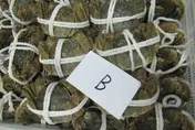 陸大閘蟹又違規！驗出禁藥「磺胺嘧啶」近4公噸退運銷毀