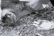 喪心病狂！陸灰色產業鏈曝光　不肖人士「抽乾流浪貓血」牟利
