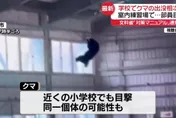 影/日本各地熊襲頻傳　高中體育館驚現熊「爬網搖晃」