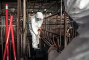 台中非洲豬瘟場3度採檢陽性　將採樣飼主住家環境
