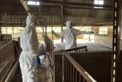 台中洽興畜牧場爆非洲豬瘟　父子檔造假賣疫豬遭起訴