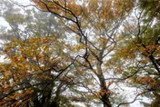 秋天追「金」趣！太平山山毛櫸轉黃　週末車輛管制限200輛