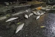 影/「眼前突然一片黑」高雄貨車自撞　20萬鱸魚噴飛散一地