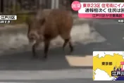 影/東京街頭驚現「1米長野豬」狂奔　民眾嚇通報、當局籲勿靠近