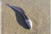 有如電影中傳說生物！英海灘驚現巨大海鰻　民眾看傻眼