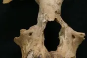 2千年前皇家寵物出土！秦始皇祖母陵墓長臂猿證實為滅絕新物種