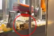 「料理鼠王」在鹹酥雞攤大吃！　業者：已閉店環境清消