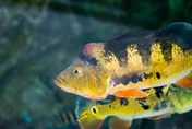 日月潭魚虎暴減！電撈數創新低　疑新魚王「皇冠三間」崛起