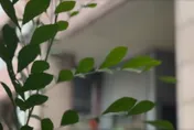 影/單身顧病母！彰化46歲孝女弑親後墜亡　親友嘆：她很孝順