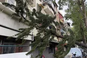 鳳凰陸警發布！北市也有災情了「大樹砸房」