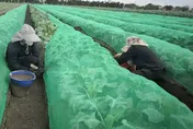鳳凰颱風逼近農民搶收大作戰　花椰菜蓋網、蔥田備抽水機