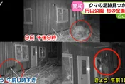 棕熊連日闖北海道知名動物園　專家警告熊已將人視為「獵物」