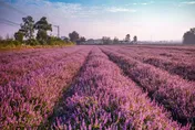 酷洛米降臨桃園！　仙草嘉年華11/22「紫色花海」夢幻登場