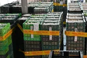 流出5.7萬顆芬普尼毒雞蛋！文雅畜牧場負責人40萬元交保