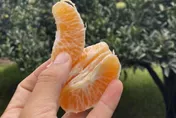 大苑子沒買石虎柳丁風波！生多所曝：加入友善農作超難