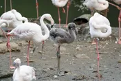 台北動物園迎大紅鶴「嬰兒潮」！6隻寶寶萌翻全場