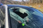 美北卡「老鷹把貓扔下砸中車」　擋風玻璃破大洞駕駛嚇瘋