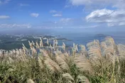 銀白山海美炸！九份山城「芒花季」綻放　3大賞景點一次看