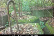 影/暌違20年珍貴紀錄！石虎重現沙鹿鹿寮南溪　生態復育成功