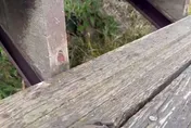影/東北季風驚喜！冰霰降臨南投合歡山　遊客幸福邂逅