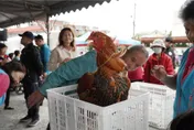 花蓮吉安閹雞王粉墨登場！　14斤9兩巨雞壓磅奪冠