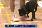UBA/黑狗亂入比賽喊停！緊咬球鞋不放　全場看傻眼