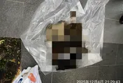 殘忍！女涉虐殺14貓遭列黑名單　北市府依動保法約談