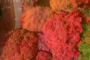 「楓」了！福壽山、武陵楓葉進入炸紅巔峰　把握最後夢幻期