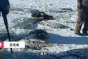 陸水庫赫見13匹「冰凍馬」！疑冰面破裂落水　慘集體凍死
