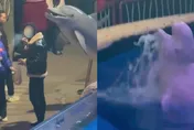 影/陸男海洋館內無視勸阻堅持抽菸　遭白鯨「精準噴水制裁」