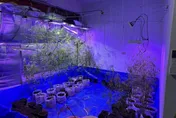 影/債主誘「翻身機會」！南投欠債男竟種大麻抵債