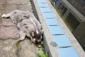 屏東春日鄉死亡鼬獾驗出狂犬病　12/15免費施打疫苗