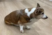 15歲柯基犬疑遭虐畏縮發抖　北市動保處緊急安置送醫
