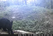 最近距離僅500公尺！特富野古道3年5度拍到台灣黑熊