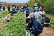 澎湖湖西山海食旅！親子體驗採青菜、扒貝殼