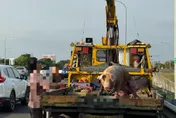 國道虎尾段驚見豬隻跳車翻滾！因駕駛未綁牢　警開罰單