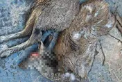 陸保育動物「馬麝」遭殘忍獵殺！「剖肚取麝香」後棄屍荒野