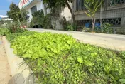 影/綠油油一片！台南人行道綠化帶竟變「開心農場」