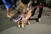 影/汪汪立大功！高雄民宅凌晨火警　狼犬狂吠救他一命